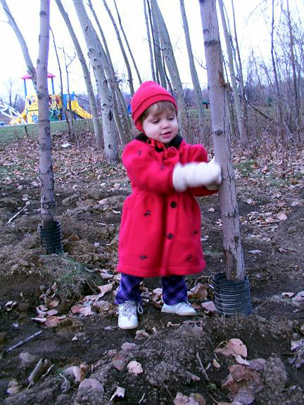 hug the trees
